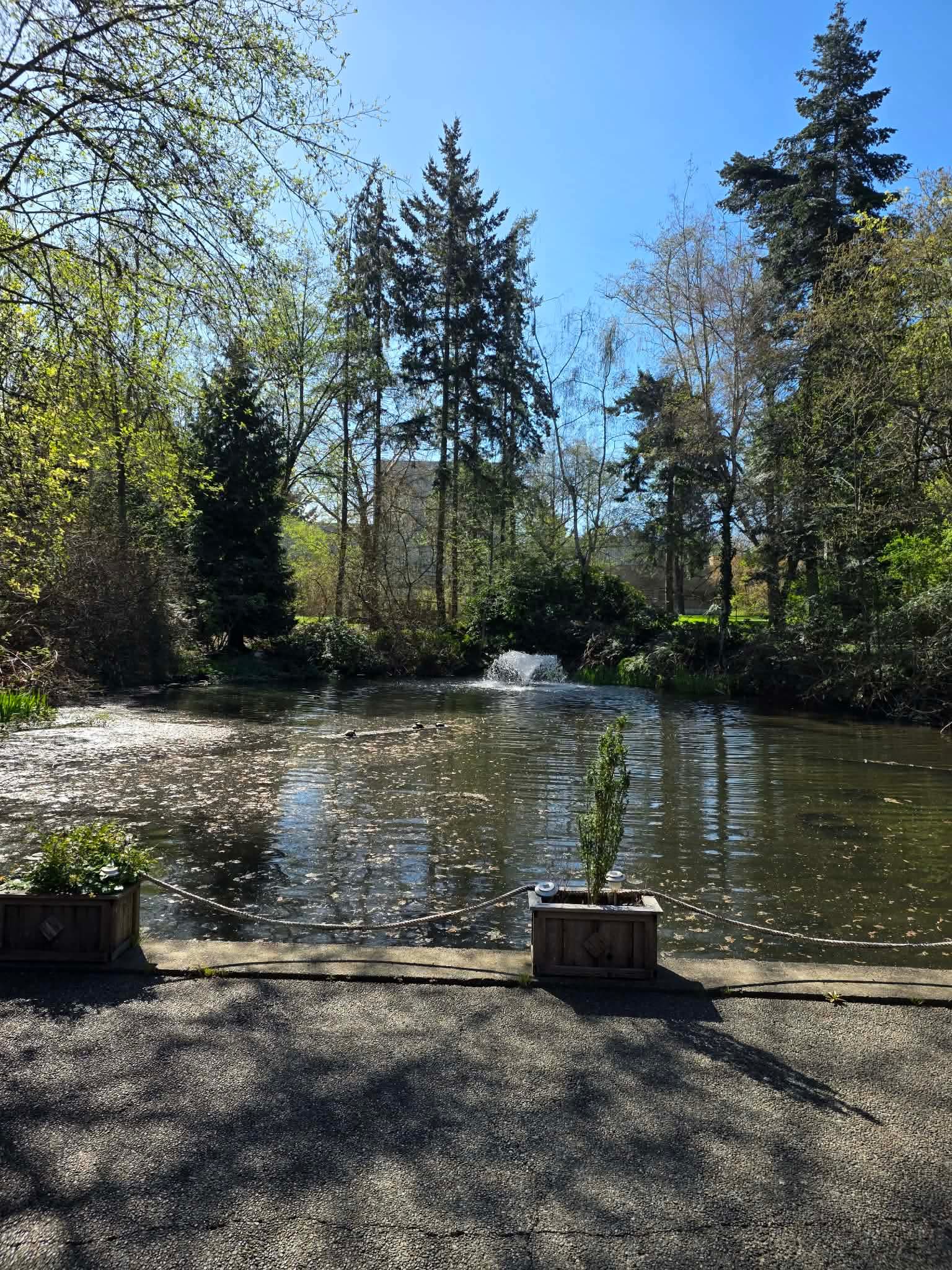 The private pond and fountain beside the University Club of Victoria
