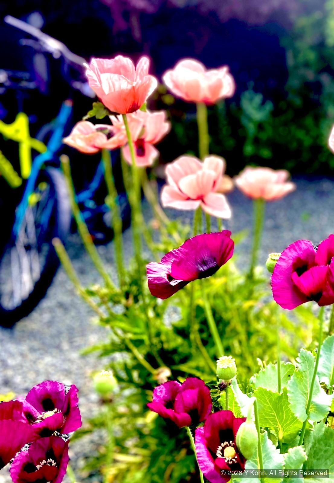 Colorful poppies and a bicycle in Victoria